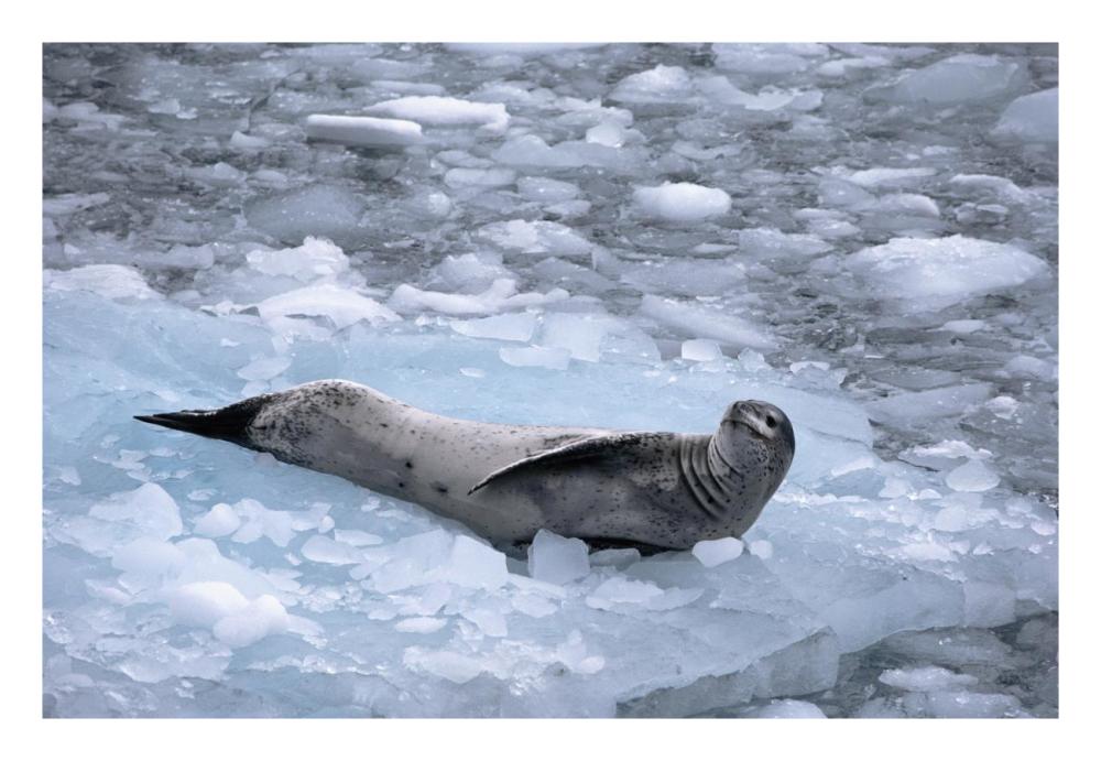 Leopard Seal reclining on ice floe, Antarctica-Paper Art-26"x18"