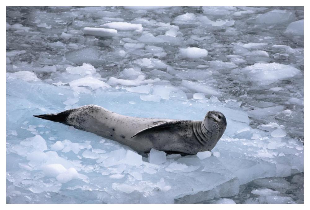 Leopard Seal reclining on ice floe, Antarctica-Paper Art-50"x34"