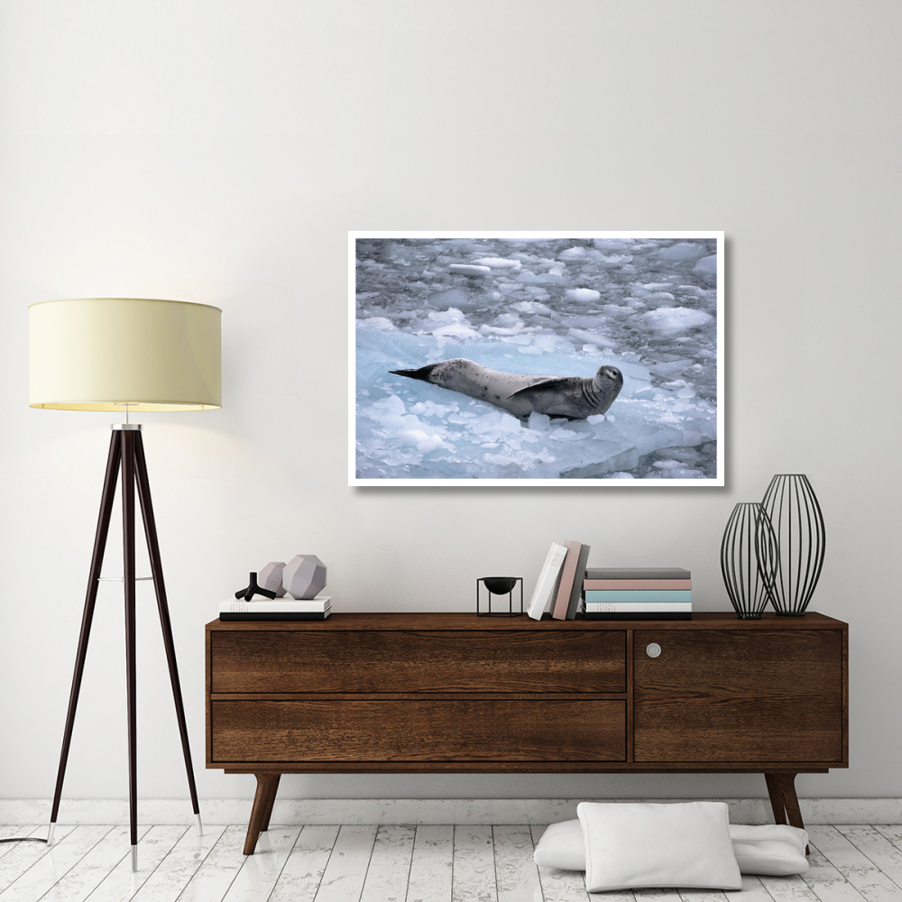 Leopard Seal reclining on ice floe, Antarctica-Paper Art-50&quotx34"