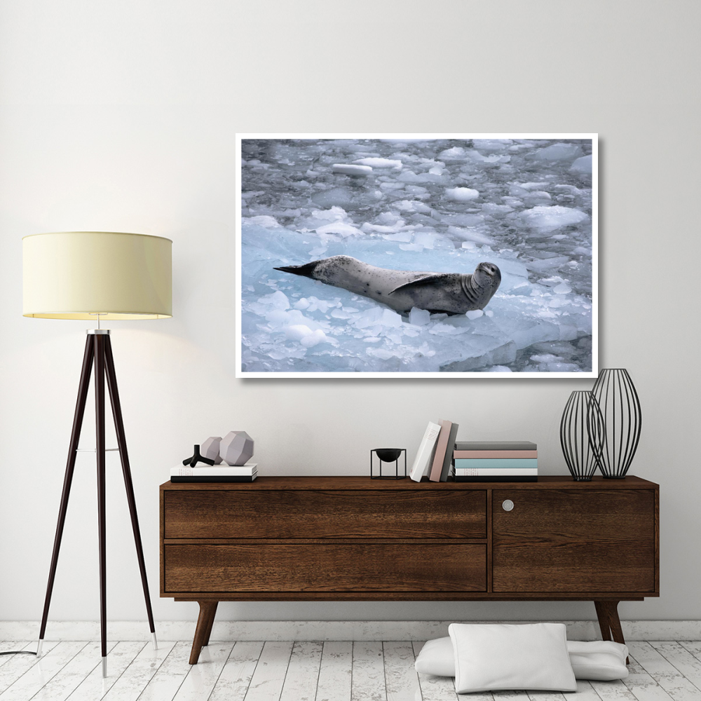 Leopard Seal reclining on ice floe, Antarctica-Paper Art-62&quotx42"
