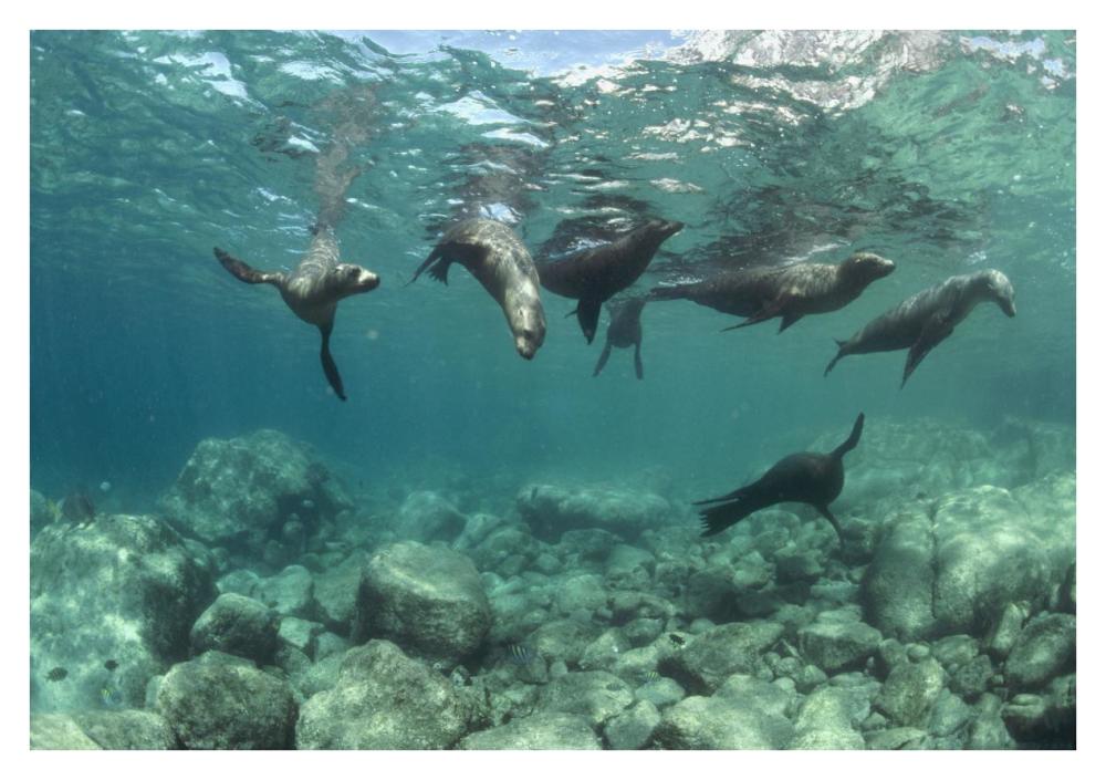 California Sea Lions playing underwater, Isla Espiritu Santo, Baja, Mexico-Paper Art-38"x26"