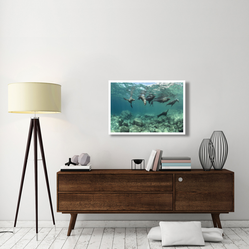 California Sea Lions playing underwater, Isla Espiritu Santo, Baja, Mexico-Paper Art-38&quotx26"