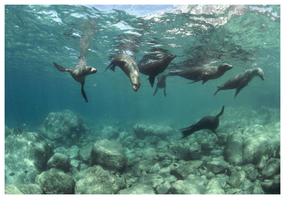California Sea Lions playing underwater, Isla Espiritu Santo, Baja, Mexico-Paper Art-62"x42"
