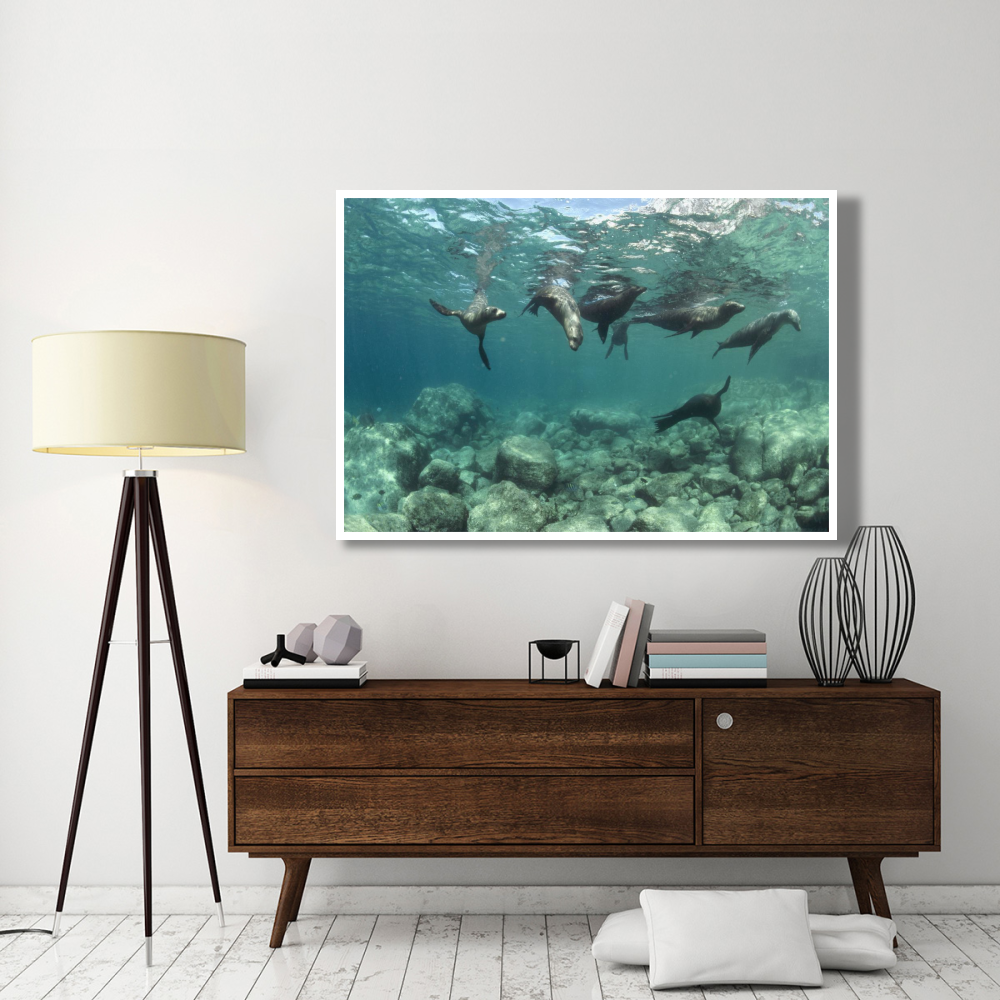 California Sea Lions playing underwater, Isla Espiritu Santo, Baja, Mexico-Paper Art-62&quotx42"