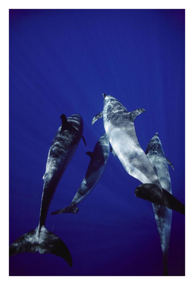 Atlantic Spotted Dolphin group of adults and juveniles, Bahamas-Paper Art-22"x32"