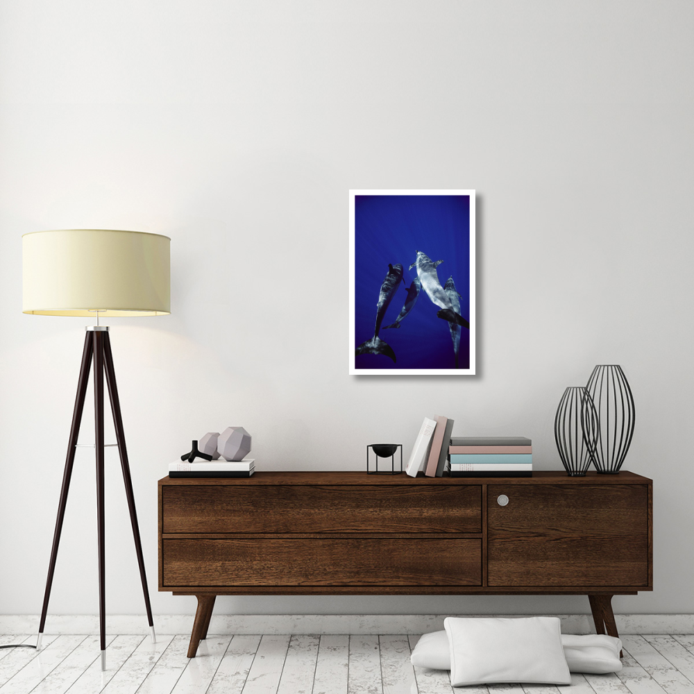Atlantic Spotted Dolphin group of adults and juveniles, Bahamas-Paper Art-22&quotx32"