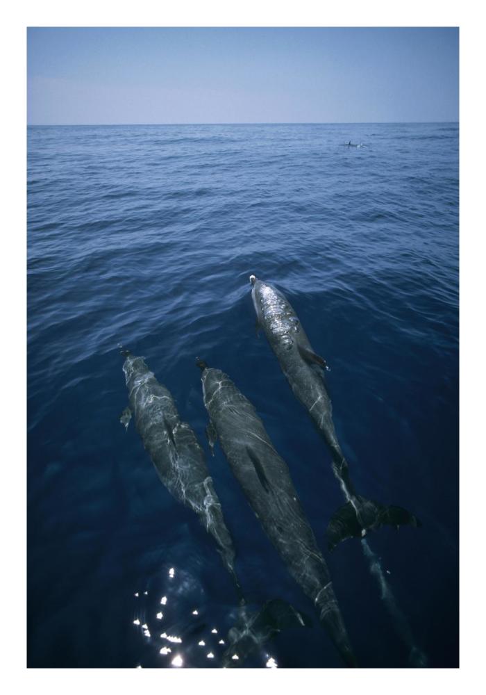 Bottlenose Dolphin trio surfacing, Shark Bay, Australia-Paper Art-18"x26"