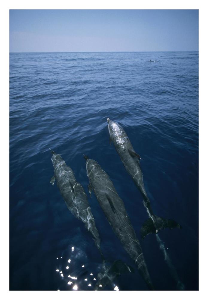 Bottlenose Dolphin trio surfacing, Shark Bay, Australia-Paper Art-22"x32"