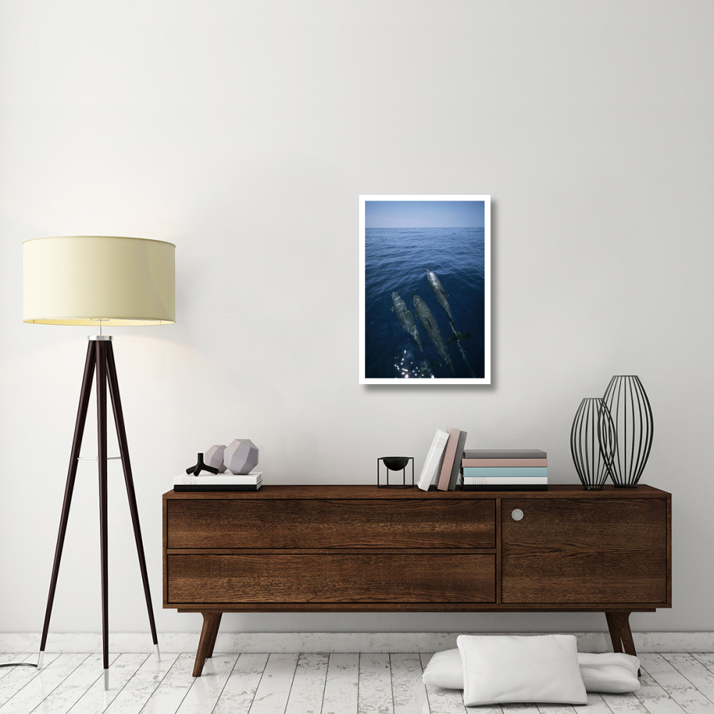 Bottlenose Dolphin trio surfacing, Shark Bay, Australia-Paper Art-22&quotx32"