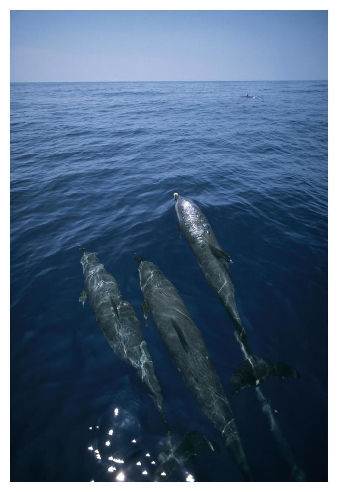 Bottlenose Dolphin trio surfacing, Shark Bay, Australia-Paper Art-34"x50"