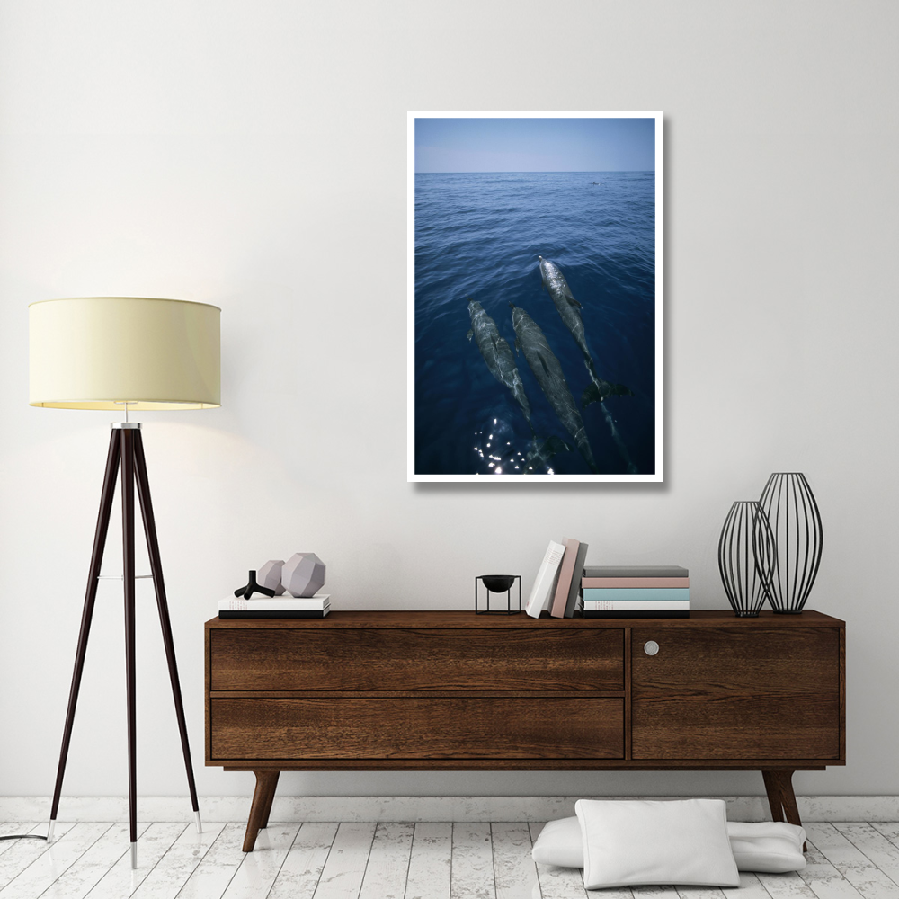 Bottlenose Dolphin trio surfacing, Shark Bay, Australia-Paper Art-34&quotx50"