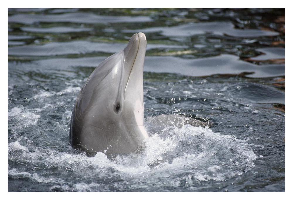Bottlenose Dolphin, Hawaii-Paper Art-38"x26"