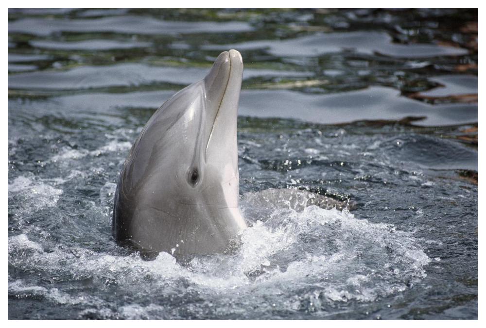 Bottlenose Dolphin, Hawaii-Paper Art-62"x42"