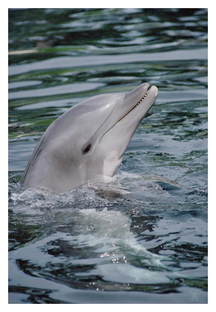 Bottlenose Dolphin portrait-Paper Art-14"x20"