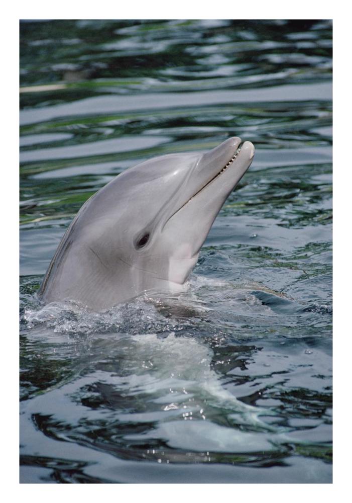 Bottlenose Dolphin portrait-Paper Art-18"x26"