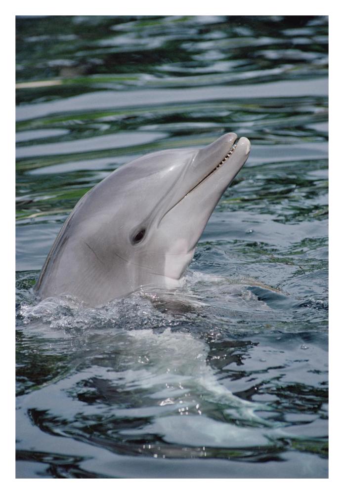 Bottlenose Dolphin portrait-Paper Art-22"x32"