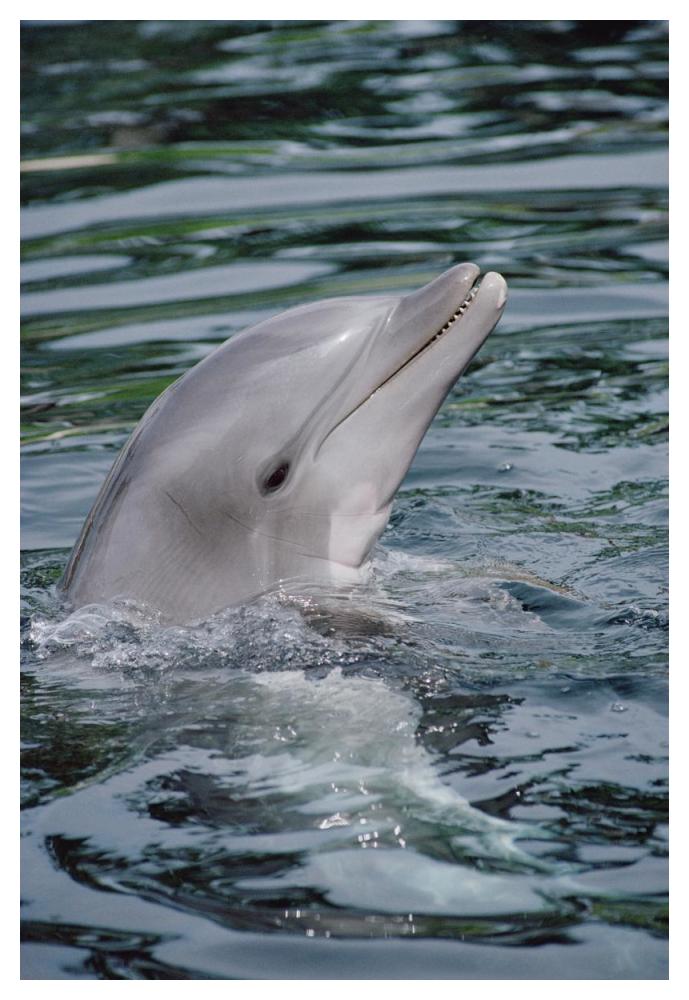 Bottlenose Dolphin portrait-Paper Art-34"x50"