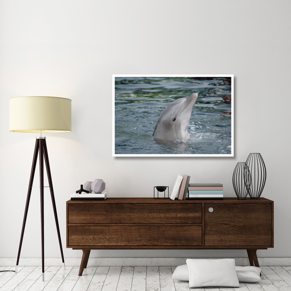 Bottlenose Dolphin group underwater, Hawaii-Paper Art-50&quotx34"