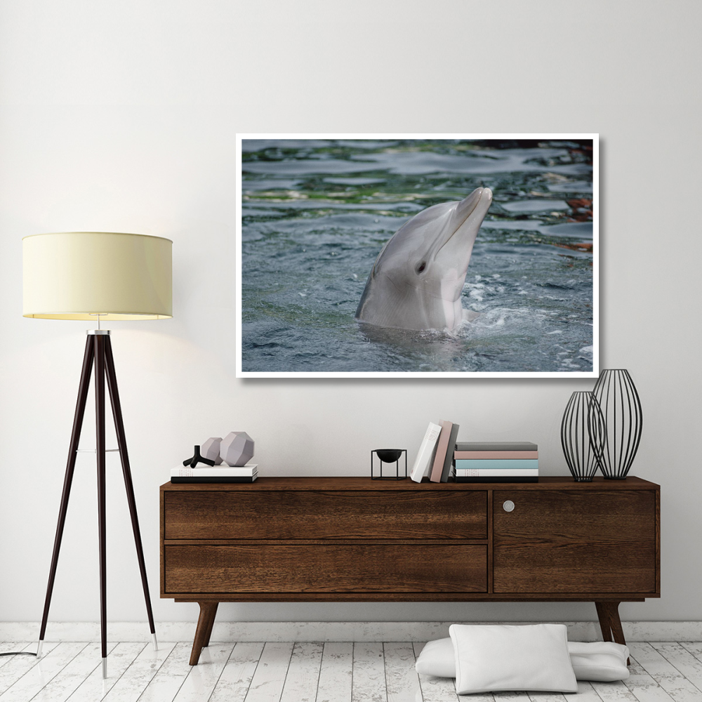 Bottlenose Dolphin group underwater, Hawaii-Paper Art-62&quotx42"