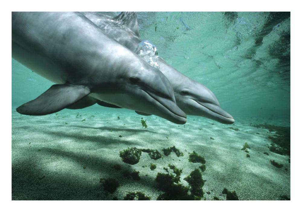Bottlenose Dolphin pair underwater, Hawaii-Paper Art-26"x18"