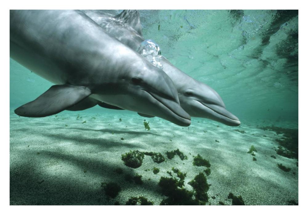 Bottlenose Dolphin pair underwater, Hawaii-Paper Art-32"x22"