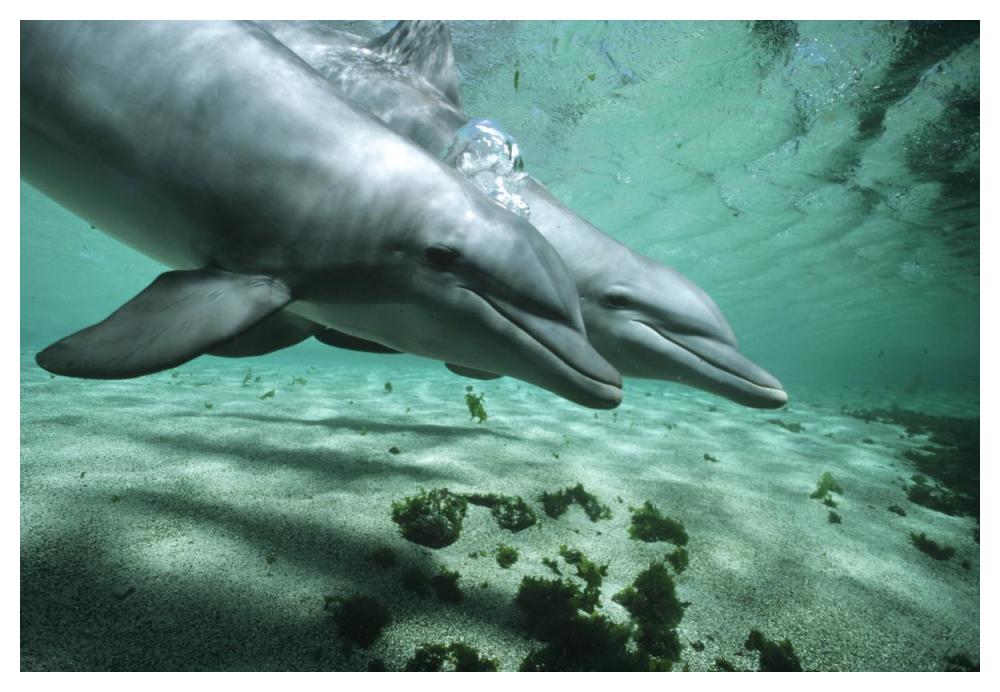 Bottlenose Dolphin pair underwater, Hawaii-Paper Art-50"x34"