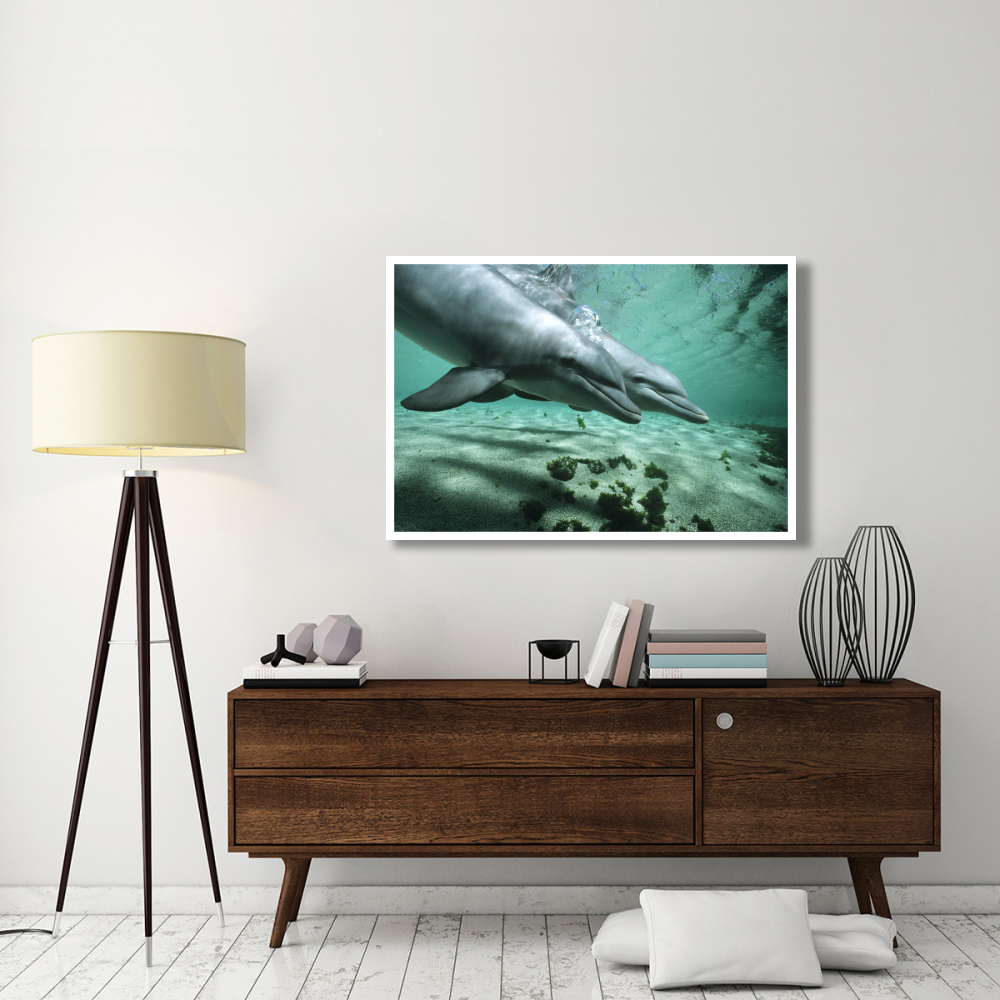 Bottlenose Dolphin pair underwater, Hawaii-Paper Art-50&quotx34"