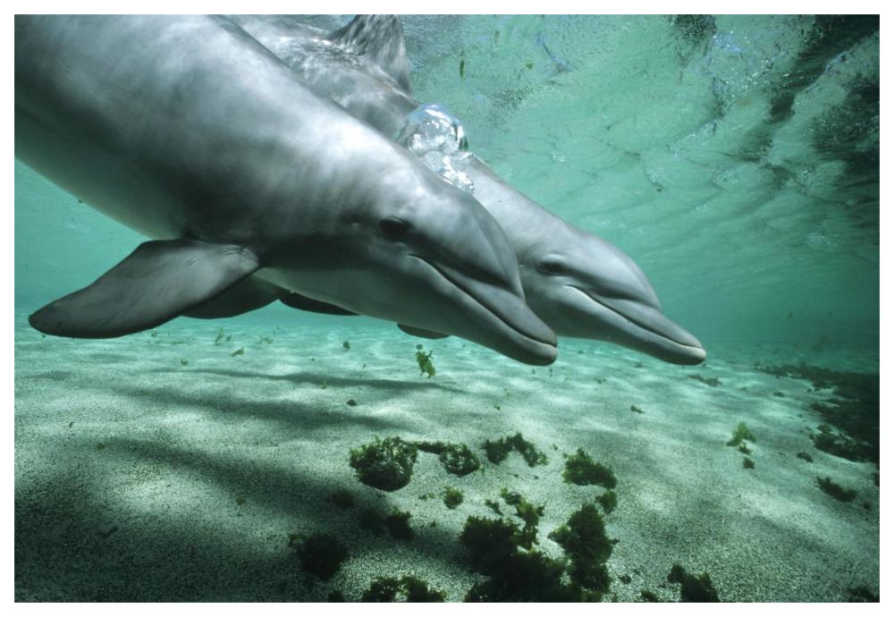 Bottlenose Dolphin pair underwater, Hawaii-Paper Art-62"x42"