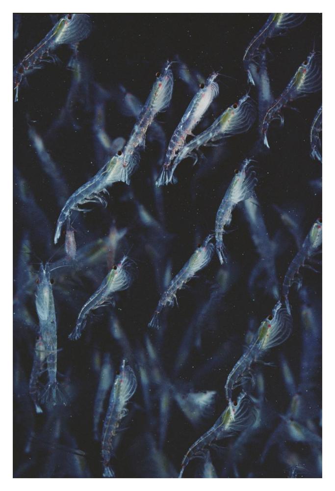 Antarctic Krill schooling underwater, Antarctica-Paper Art-14"x20"