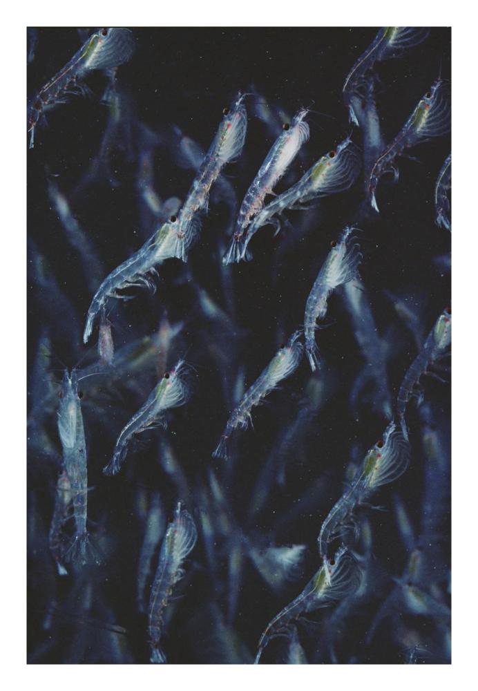 Antarctic Krill schooling underwater, Antarctica-Paper Art-18"x26"