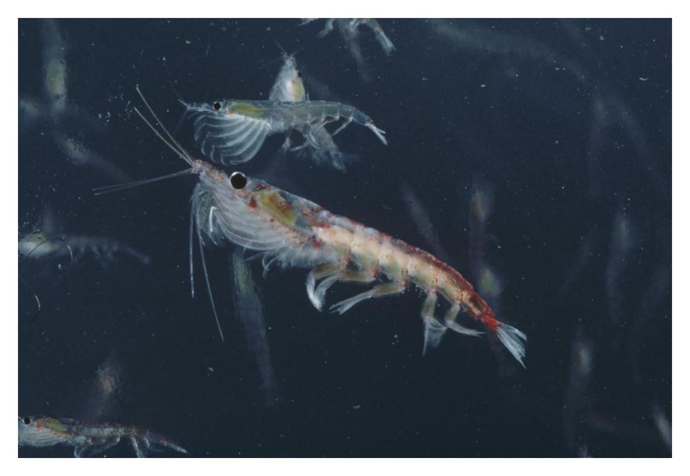 Antarctic Krill, Antarctica-Paper Art-20"x14"