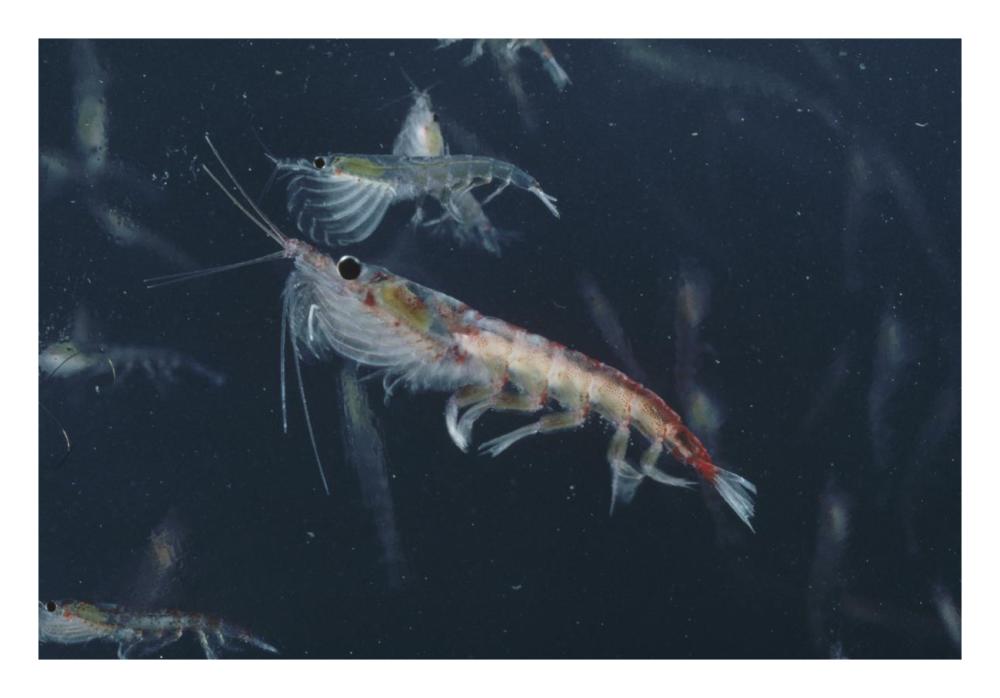 Antarctic Krill, Antarctica-Paper Art-26"x18"