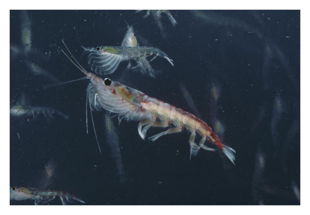 Antarctic Krill, Antarctica-Paper Art-32"x22"
