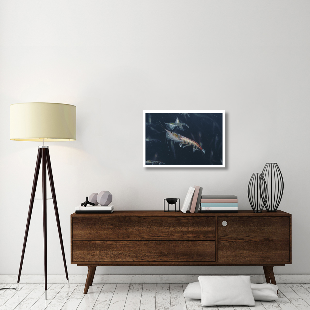Antarctic Krill, Antarctica-Paper Art-32&quotx22"