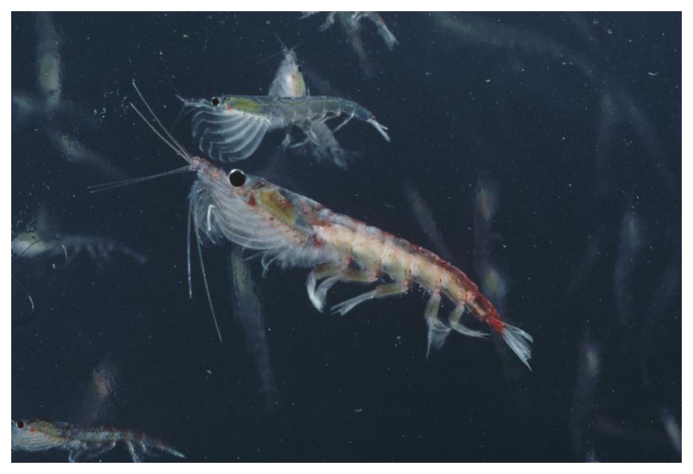 Antarctic Krill, Antarctica-Paper Art-62"x42"