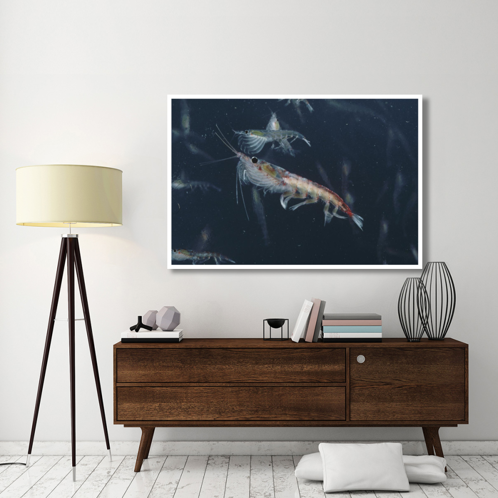 Antarctic Krill, Antarctica-Paper Art-62&quotx42"
