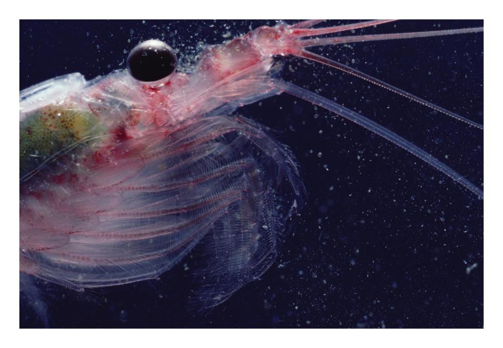Antarctic Krill, Antarctica-Paper Art-26"x18"