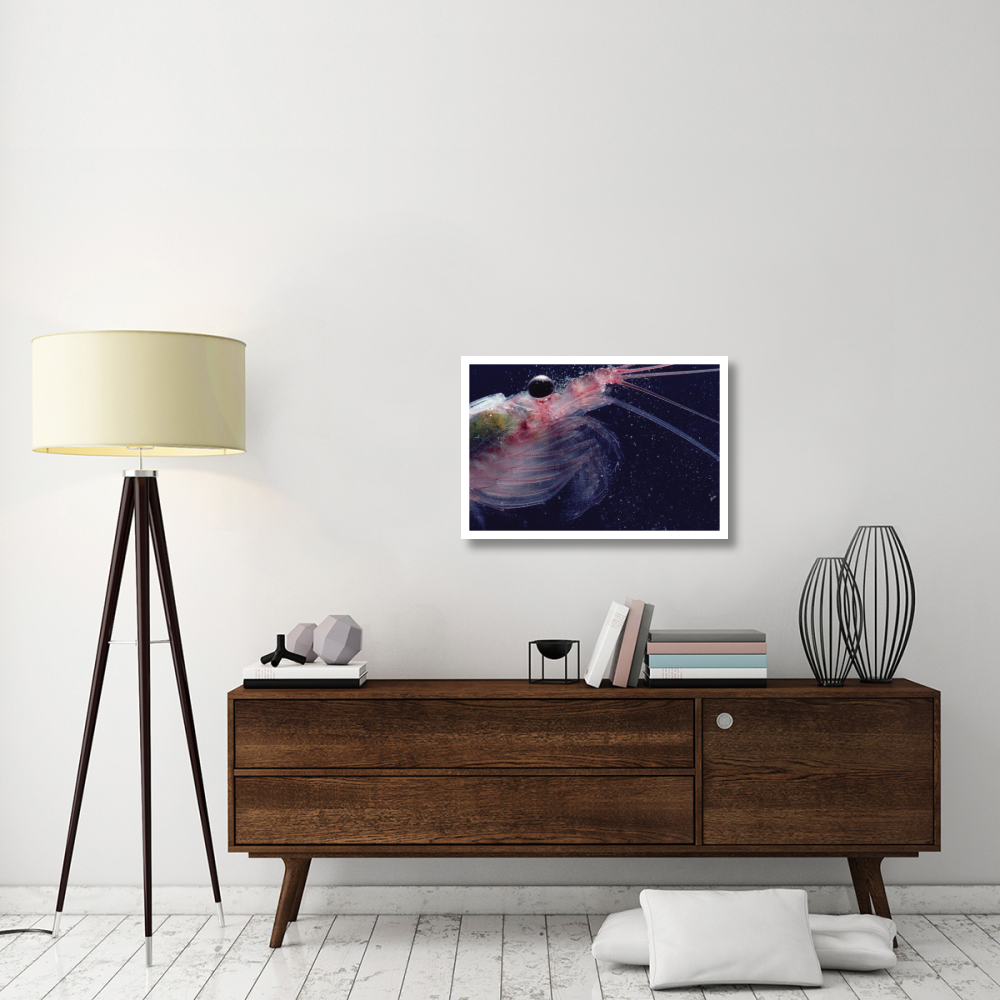 Antarctic Krill, Antarctica-Paper Art-32&quotx22"