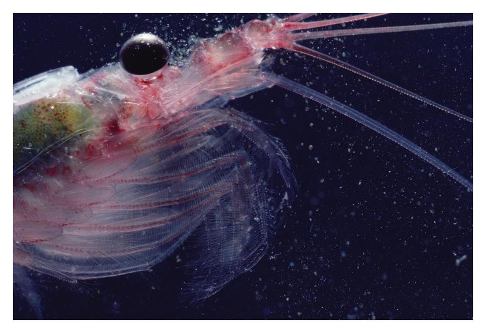 Antarctic Krill, Antarctica-Paper Art-38"x26"