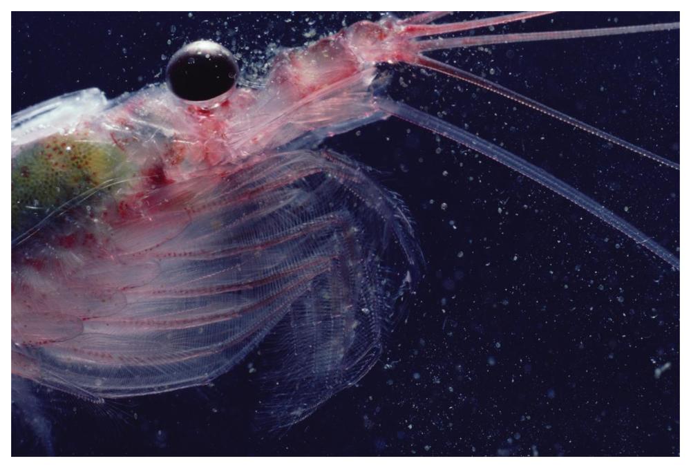 Antarctic Krill, Antarctica-Paper Art-62"x42"
