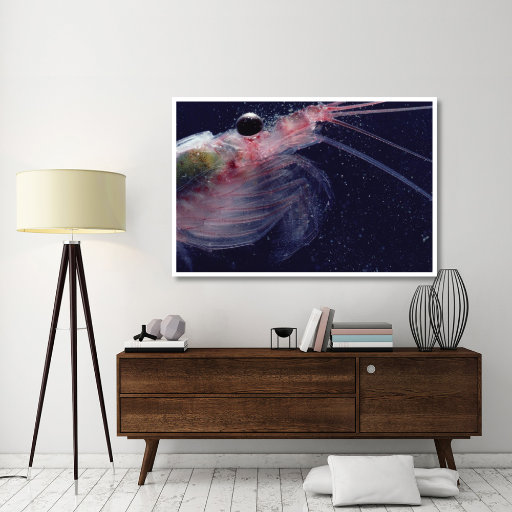 Antarctic Krill, Antarctica-Paper Art-62&quotx42"