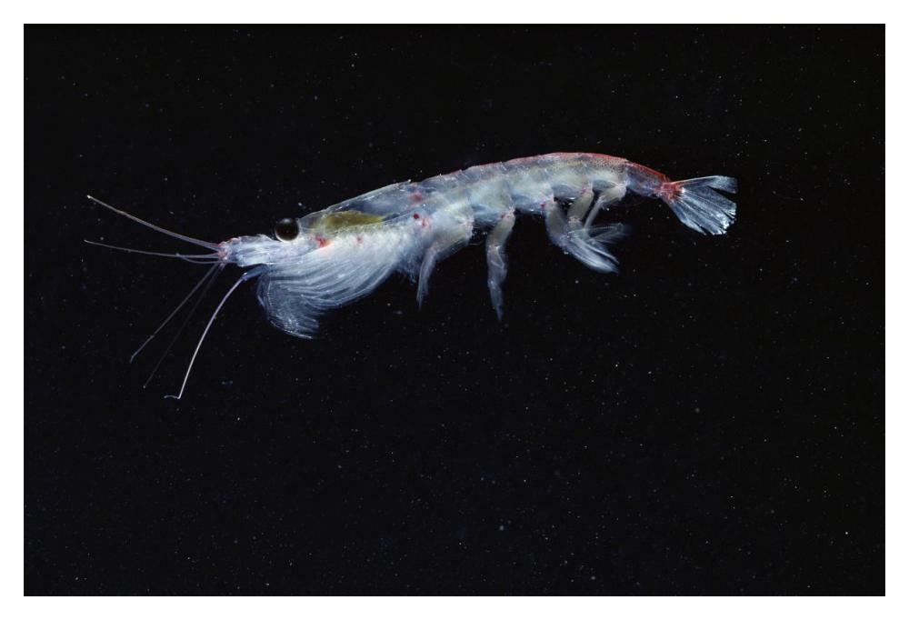 Antarctic Krill, Antarctica-Paper Art-20"x14"
