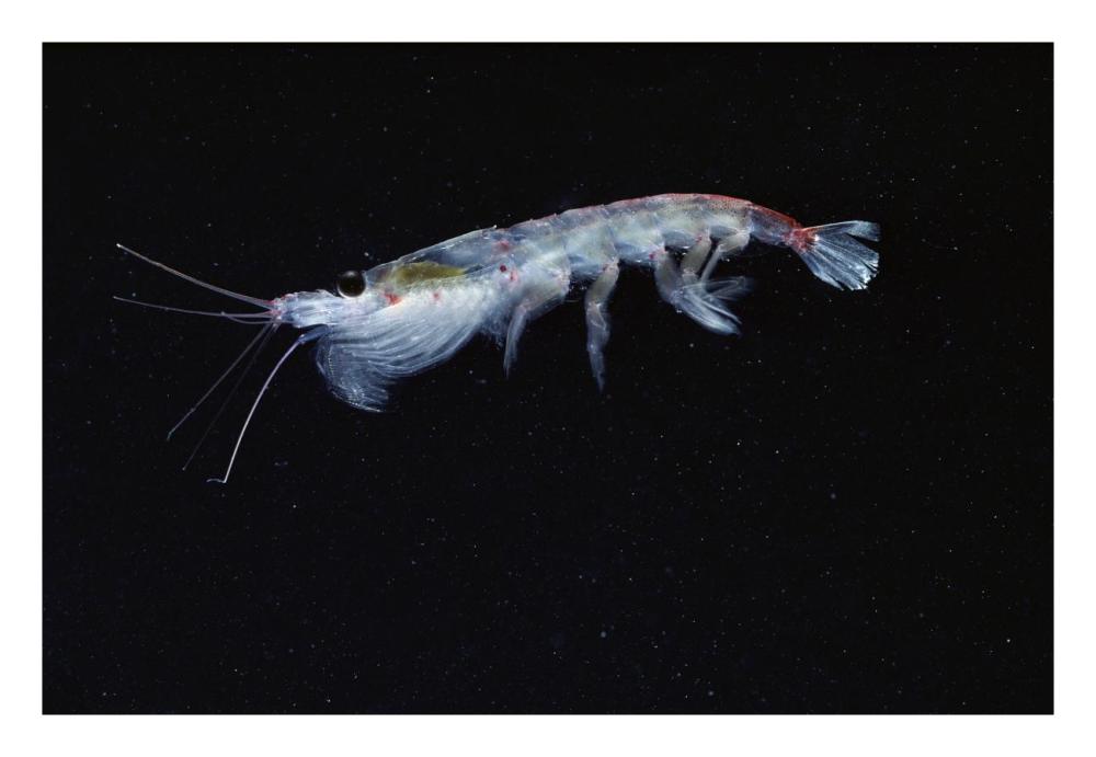 Antarctic Krill, Antarctica-Paper Art-26"x18"