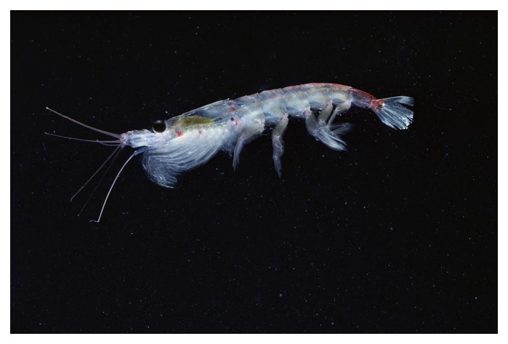 Antarctic Krill, Antarctica-Paper Art-50"x34"