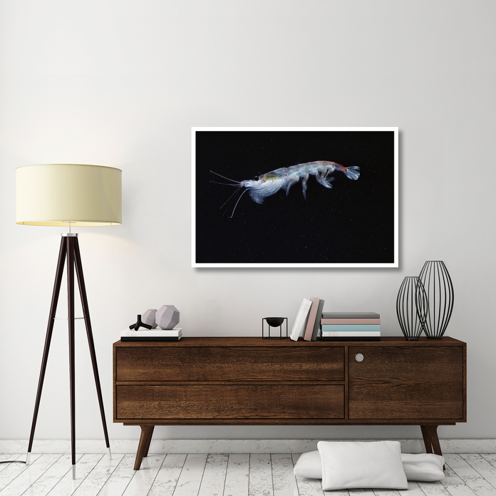 Antarctic Krill, Antarctica-Paper Art-50&quotx34"