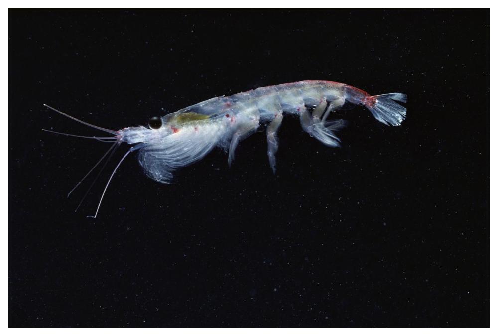 Antarctic Krill, Antarctica-Paper Art-62"x42"