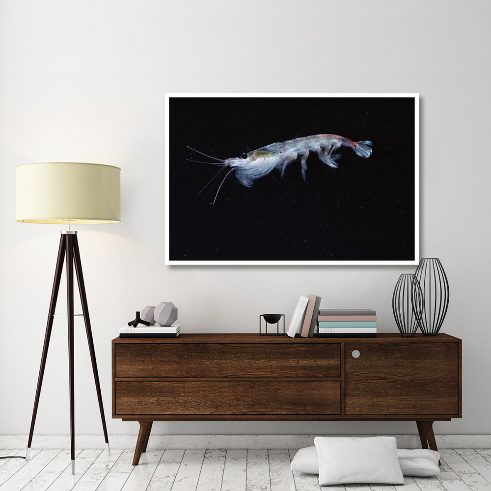 Antarctic Krill, Antarctica-Paper Art-62&quotx42"