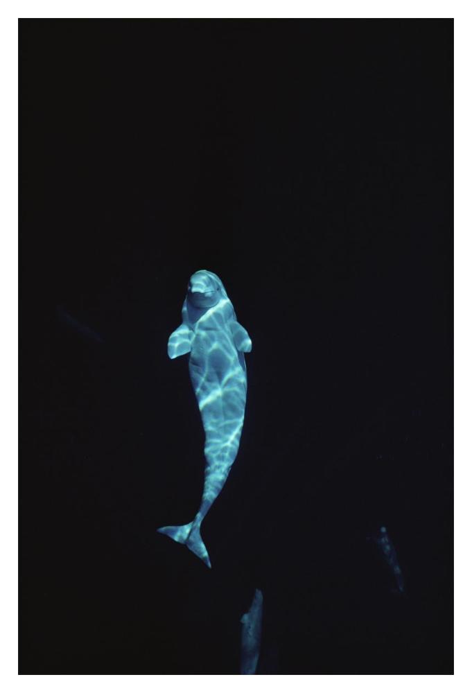 Beluga whale portrait at 200 ft depth, Lancaster Sound, Nunavut, Canada-Paper Art-14"x20"