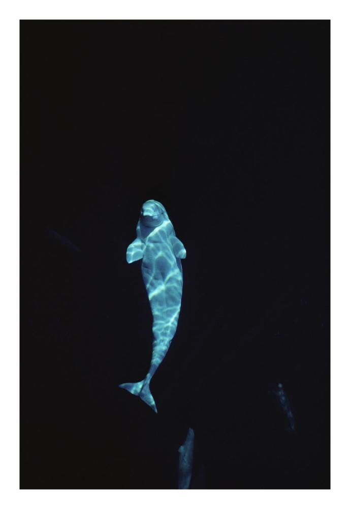 Beluga whale portrait at 200 ft depth, Lancaster Sound, Nunavut, Canada-Paper Art-18"x26"