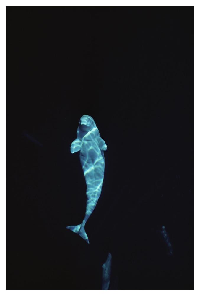 Beluga whale portrait at 200 ft depth, Lancaster Sound, Nunavut, Canada-Paper Art-34"x50"